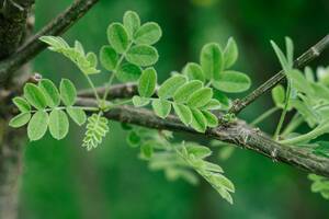 Moringa-Tee